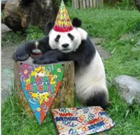 Birthday panda