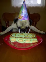 birthday-pug-2