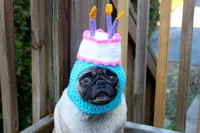 birthday pug