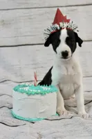 Birthday puppy