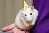 Birthday Rat