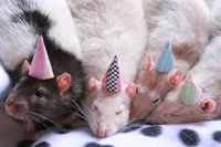 birthday rats