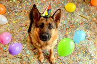 Birthday Shepherd