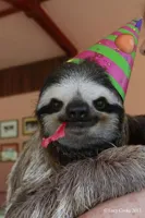 birthday sloth