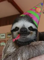 birthday sloth