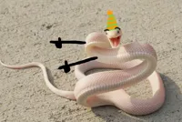 Birthday Snake