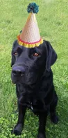 Black Lab birthday