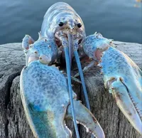 blue lobster