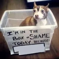 box of shame dog