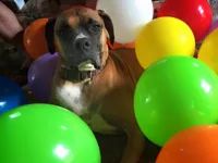 Boxer Birthday