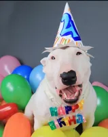 Bull Terrier Happy Birthday