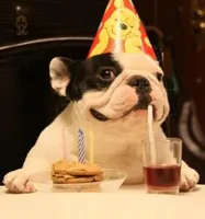 bulldog birthday