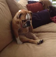 bulldogsad