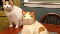 Cat and cat cake