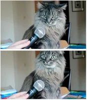 cat and microphone