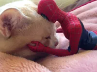 Cat and Spider-man toy