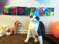 Cat Birthday