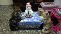 cat birthday