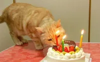 cat cake birthday