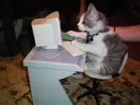 cat computer