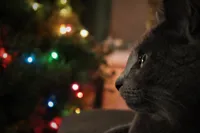 Cat Contemplating Christmas