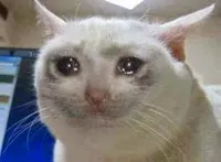 cat crying