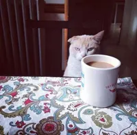 Cat Doesn't Like this Coffee