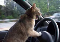 Cat Driving