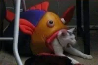 Cat eaten by play-fish