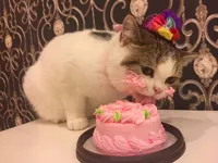 Cat eating cake