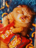 Cat eating Cheetos