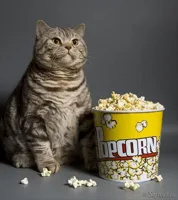 Cat eating popcorn