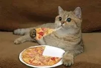 cat eats pizza