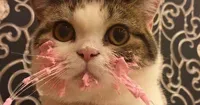 cat frosting birthday cakeday