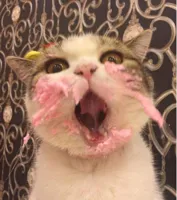 cat frosting birthday cakeday