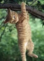 Cat hanging from tree