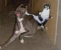 Cat Kicking Dog