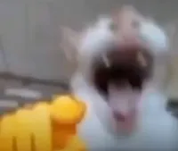 cat laughing