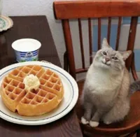 Cat likes their waffle