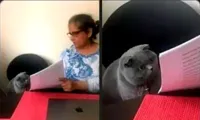 Cat Looking At Test