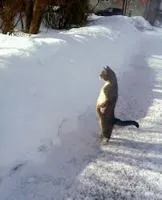 Cat looking over snow