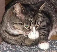 Cat Middle Finger