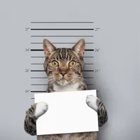 cat mug shot