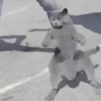 Cat nae nae