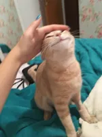 cat pat