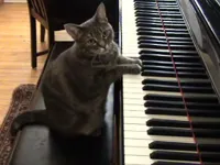 cat piano