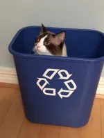 cat recycle