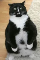 Cat Shocked