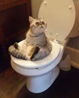 cat sitting on toilet