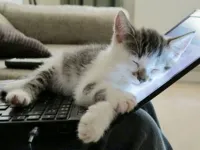 cat sleep computer